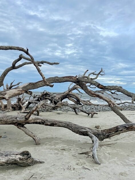 Driftwood Beach - Jekyll Island, Georgia