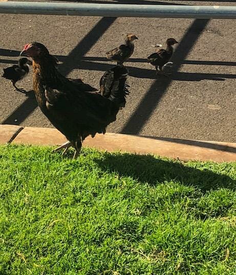 Maui Roosters on the grass and in the road. 