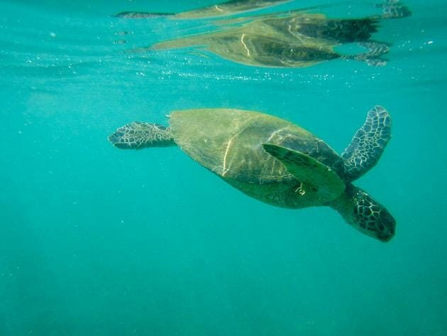 Sea Turtle - Snorkeling - Maui