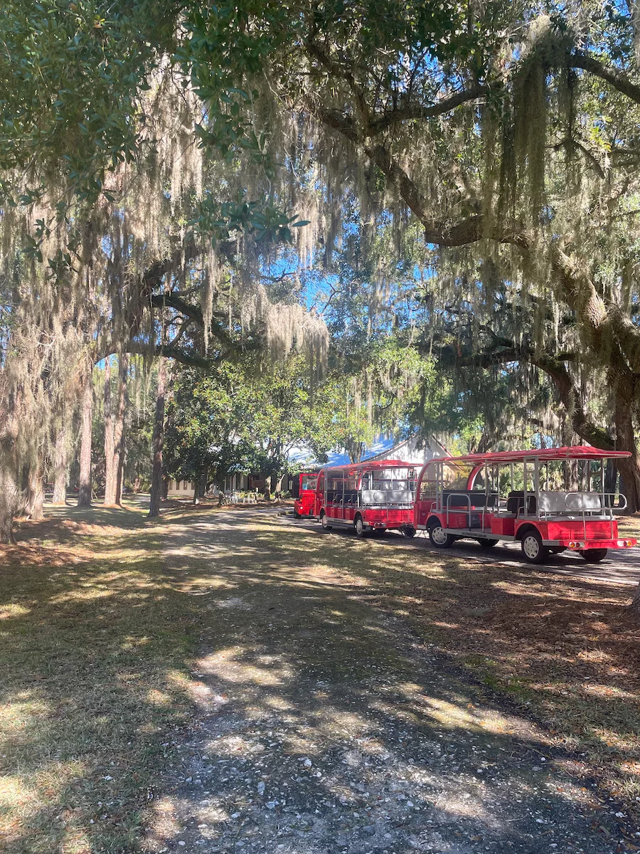 Live oaks with spanish moss with a red trolley 