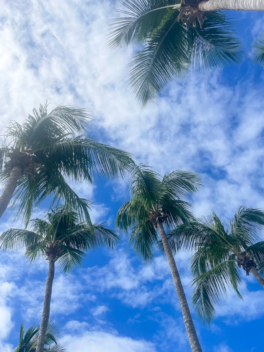 Palm trees surrounded by cloudy blue sky