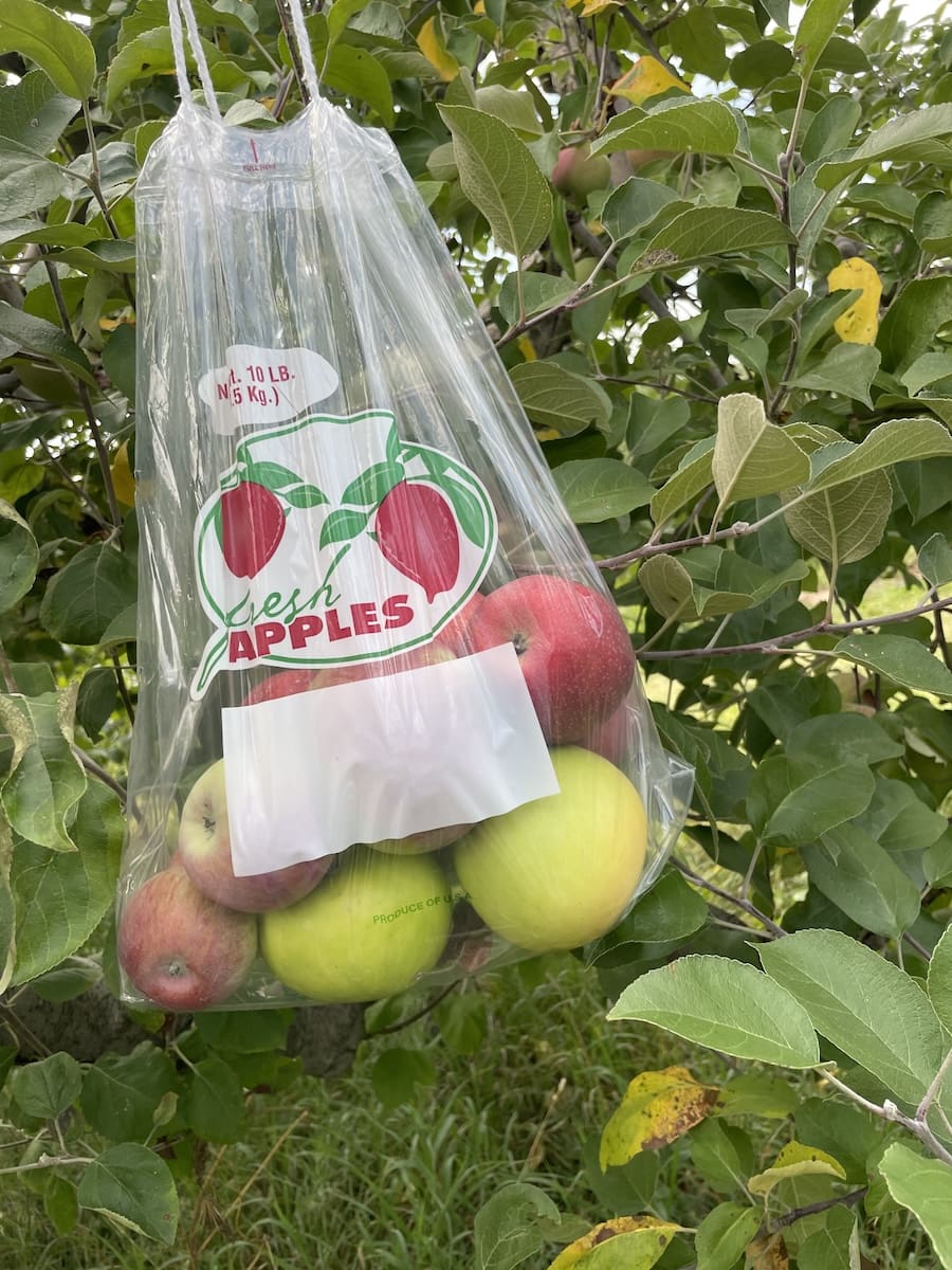 Image of bag of apples against an apple tree. 