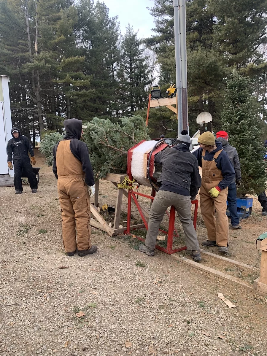 Multiple individuals preparing a Christmas Tree for transport home. 