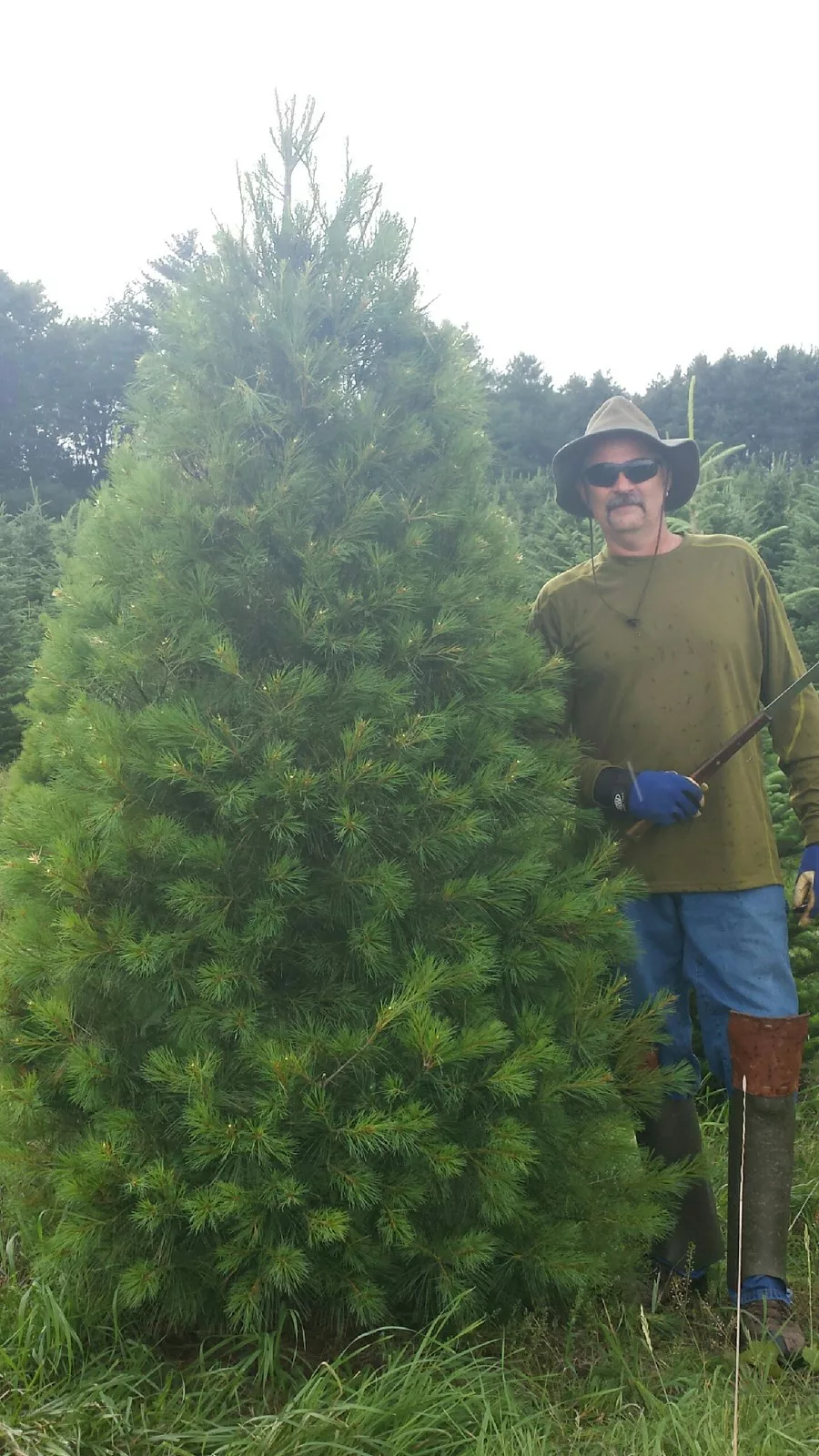Man standing next to evergreen tree at a Christmas Tree Farm in Wisconsin