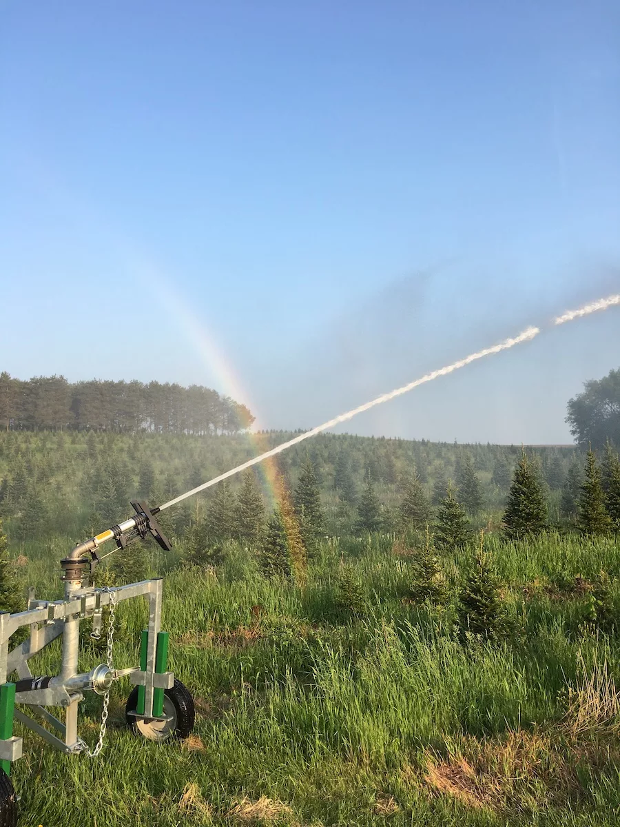 Watering evergreens at a Christmas Tree Farm in Wisconsin with water rainbow showing through