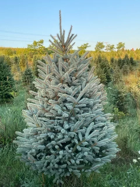 View of Evergreen tree ready to be cut down at a Christmas Tree Farm in Wisconsin 