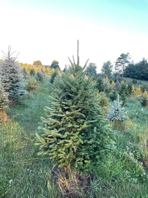 Evergreen trees lined up at a Christmas Tree Farm
