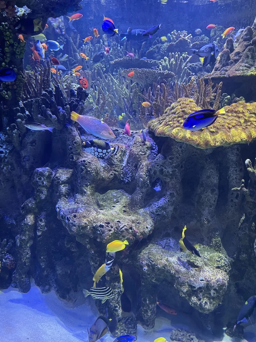 Aquarium tank with fish and coral at the New England Aquarium in Boston