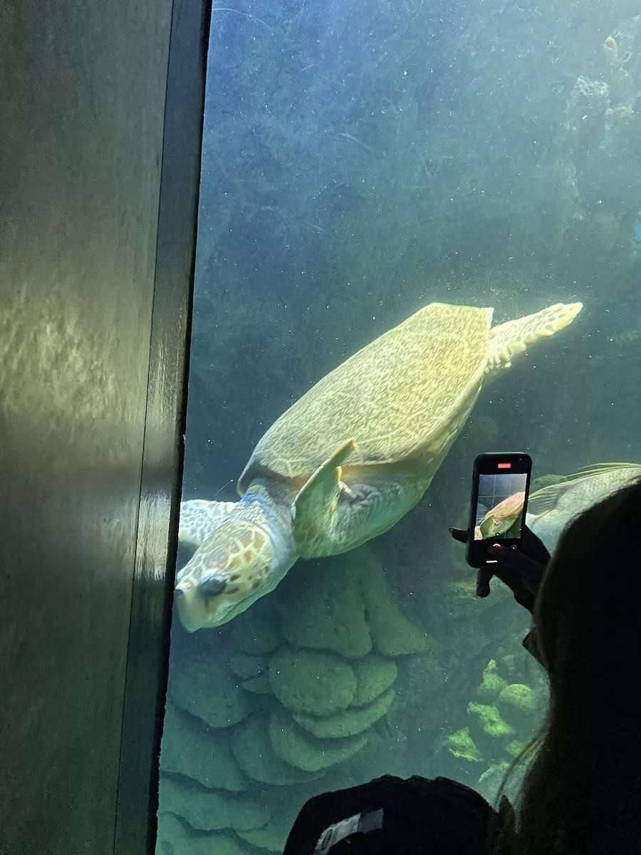 Image of visitor taking a video of a sea turtle at Wonders of Wildlife National Museum & Aquarium 