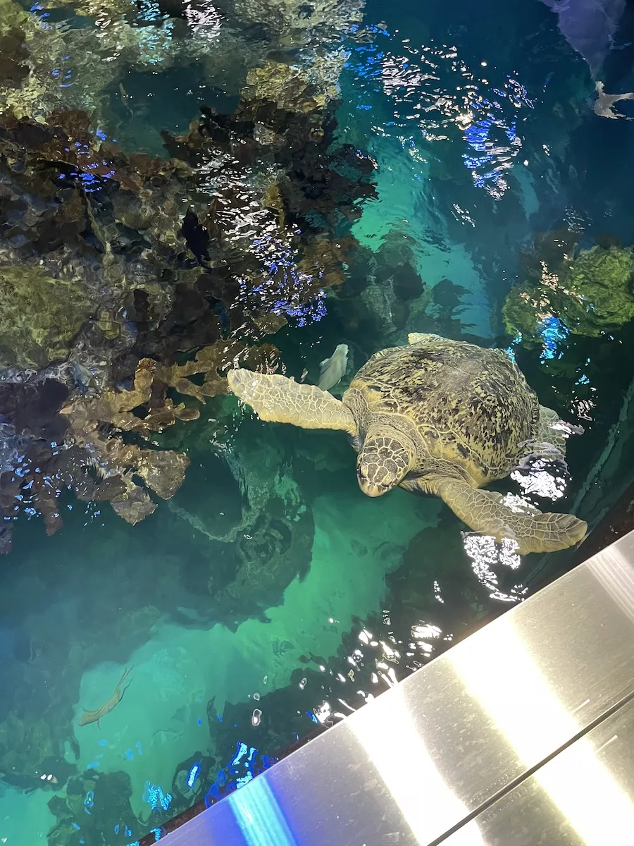 Image of sea turtle swimming among coral in an aquarium - Best Aquariums in the United States 