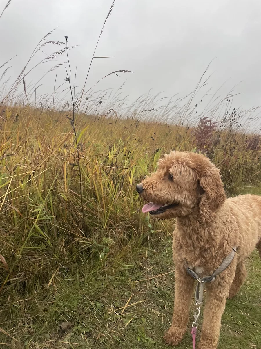 Image of goldendoodle dog surrounded by tall grasses on the Verona Segment of the Ice Age Trail