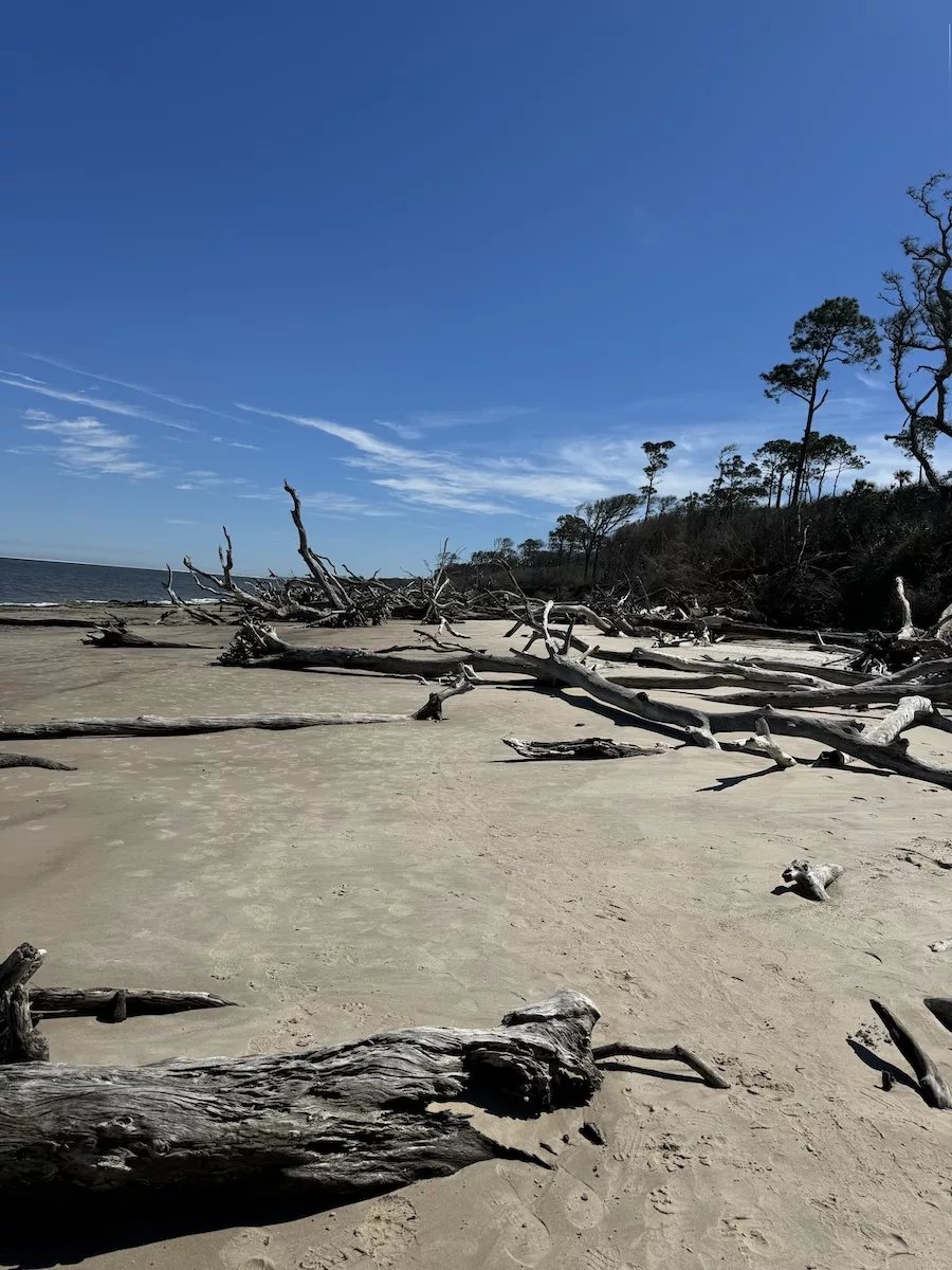 Driftwood lining the beach at Boneyard Beach at Big Talbot Island State Park - Jacksonville, FL