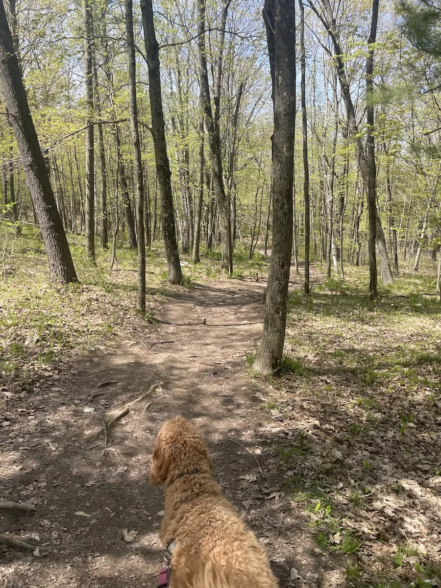 Image of dog on trail surrounded by dirt path and tall, thin trees - Door County, Wisconsin