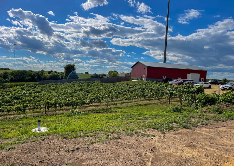 Image of vineyard and red barn at Bailey's Run Vineyard in New Glarus, WI 