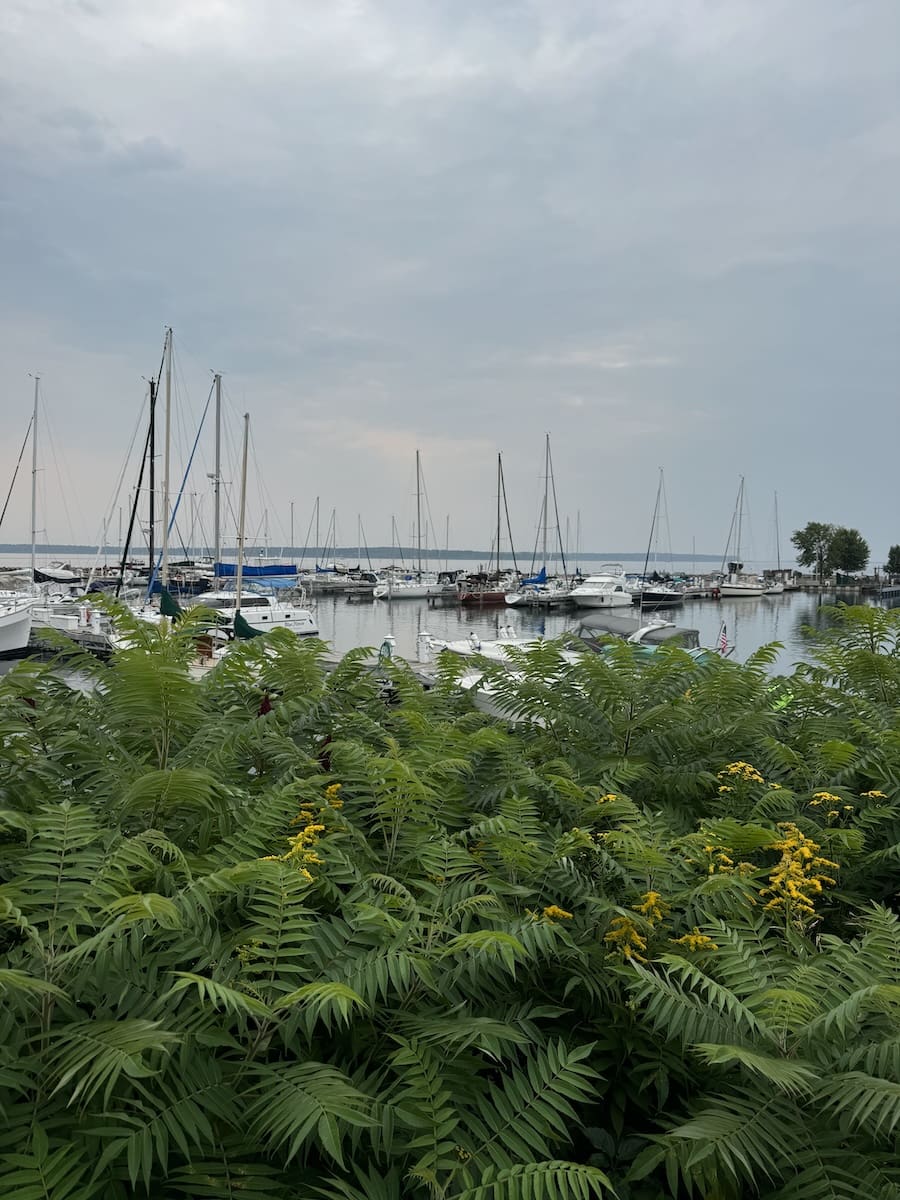 Image of Marina filled with boats and green plants in Bayfield, WI 