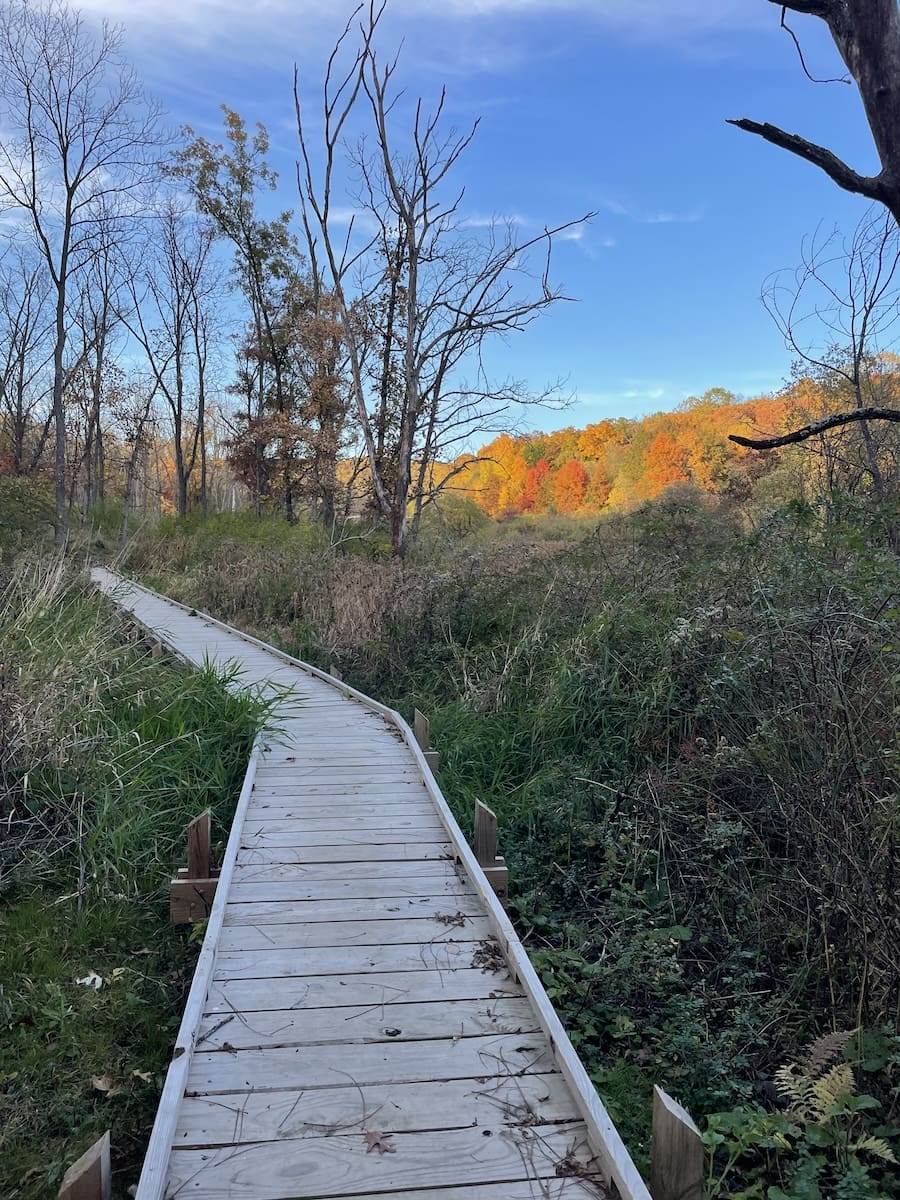 Image of boardwalk trail with a pop of trees with a burst of fall colors along the Ice Age Trail in Madison, WI