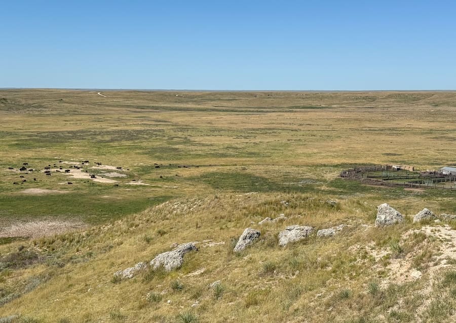 Image of bison roaming at Big Basin Prairie Reserve in Southwest Kansas