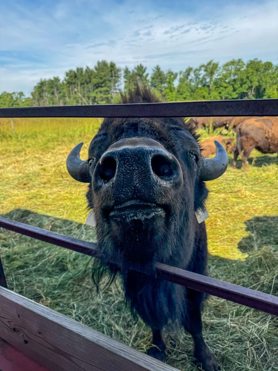 Image of a bison nose on a farm in Shipshewana, Indiana