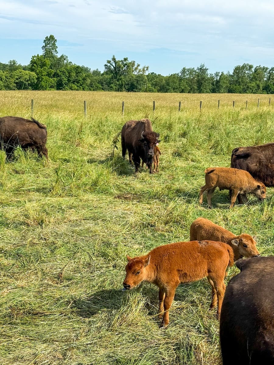 Image of a bison herd, including babies - Guide to Shipshewana