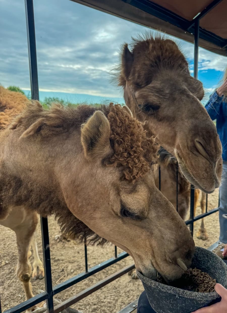 Image of two camels eating from a bowl on a wagon - Guide to Shipshewana