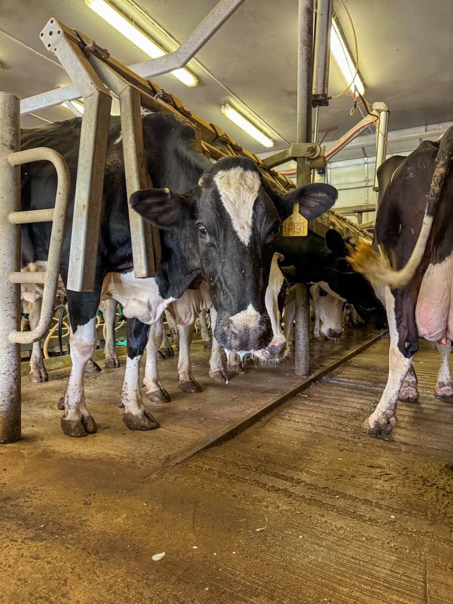 Image of dairy cows waiting to be milked at Stutzman Dairy in Shipshewana, IN