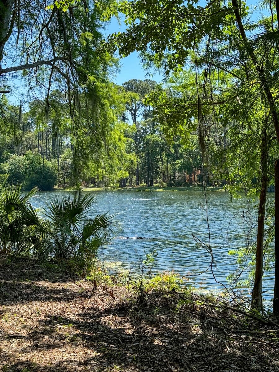 Image of an alligator swimming in a lake surrounded by trees at Sea Pines Forest Preserve