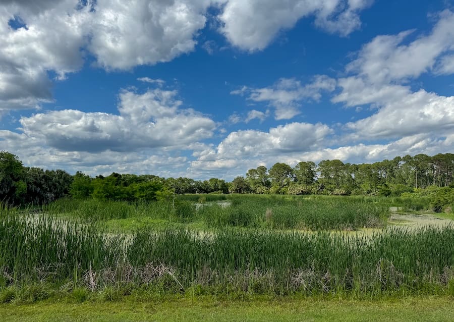 Image of a blue cloudy sky and marshes at the Pinckney Island National Wildlife Refuge in South Carolina