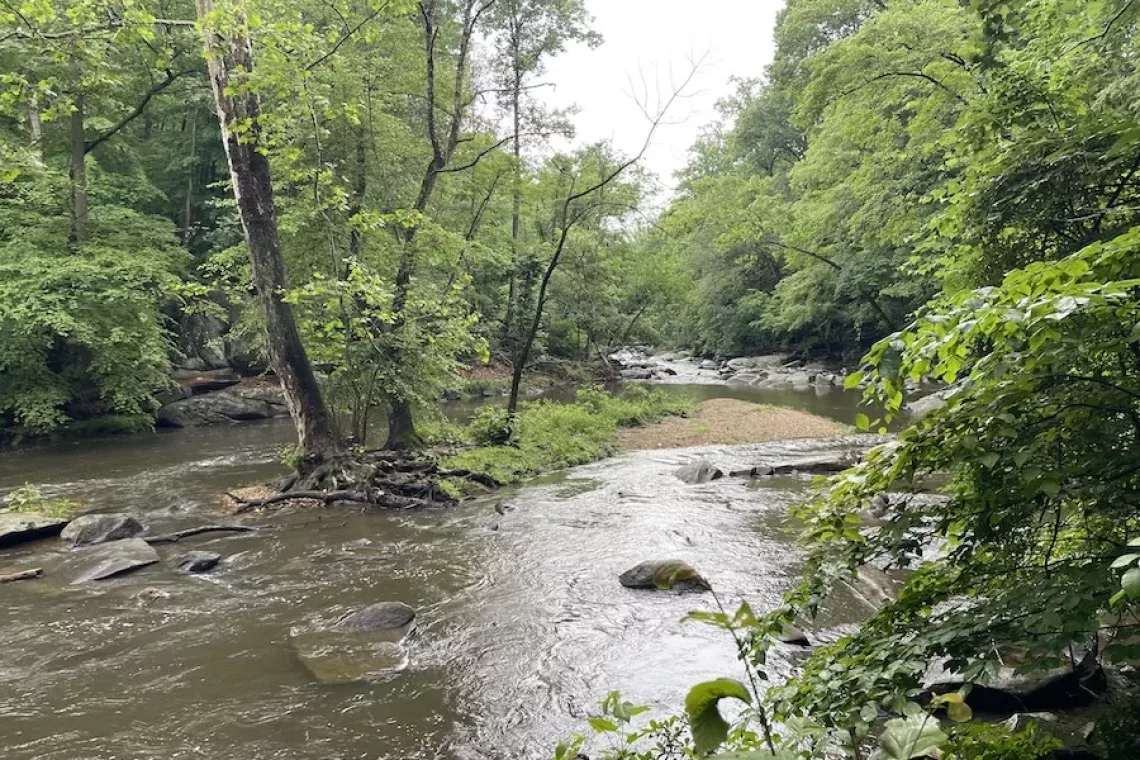 Image of Rock Creek surrounded by bright green foliage on a cloudy day - Washington DC Itinerary